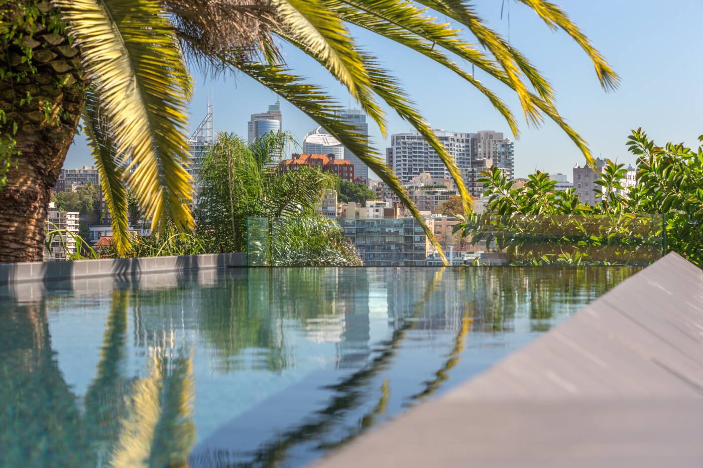 Darling Point pool, harbour outlook through the palms