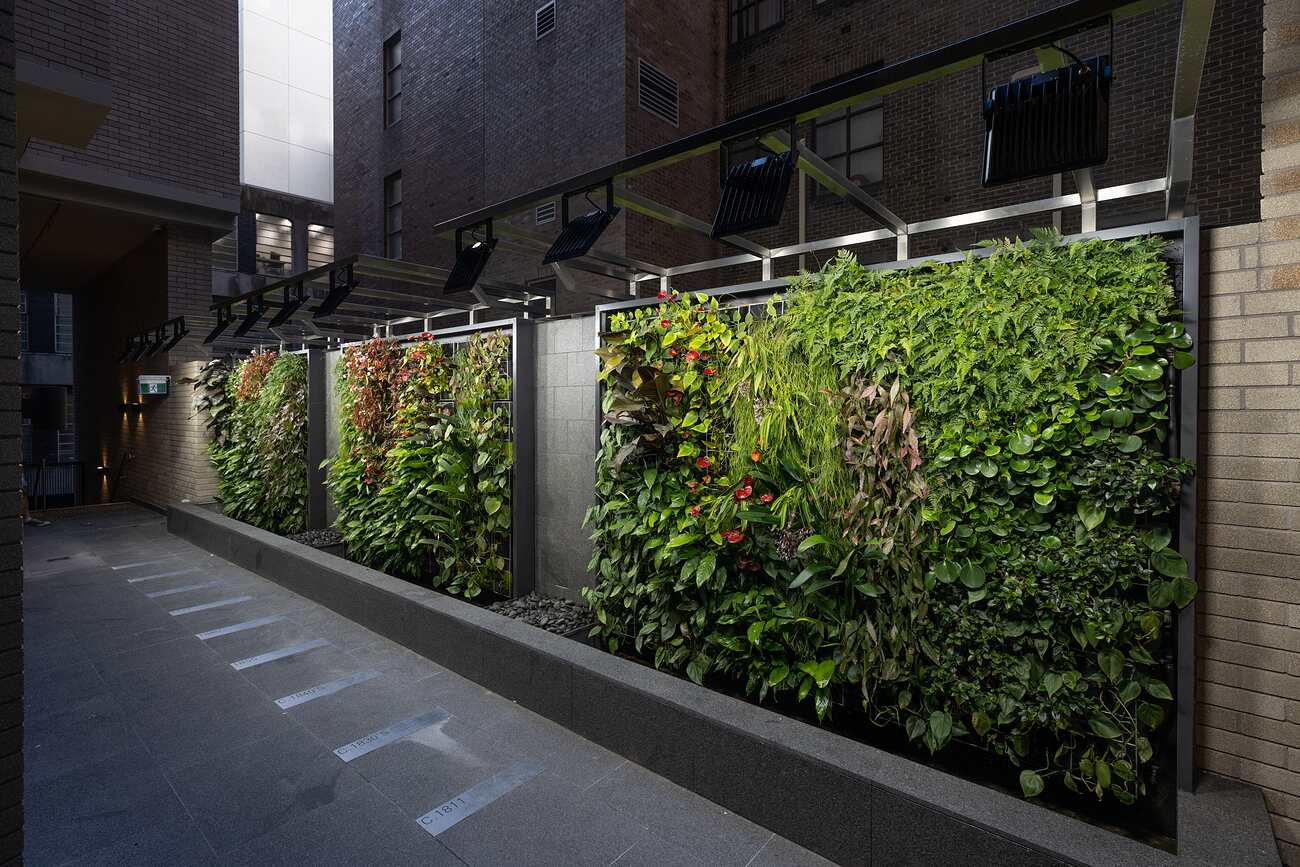 Planted living wall at the building entry, Sussex Street