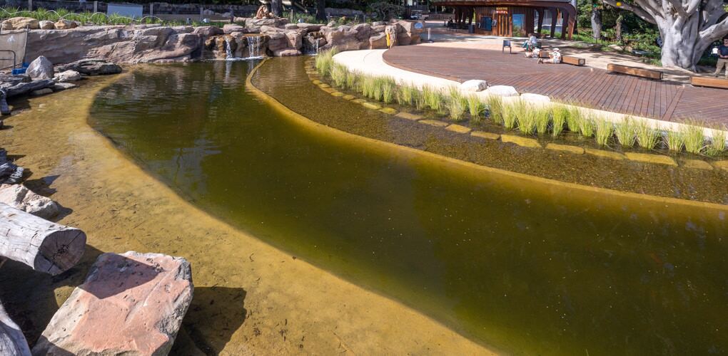 African Savannah water feature detail